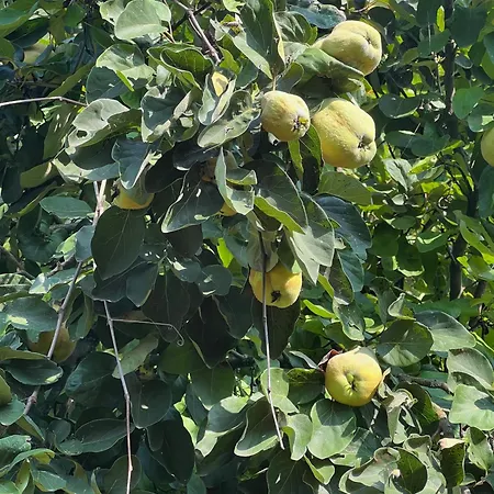 Maria's Orchard - Nature Retreat In Slovenia Vakantiehuis *