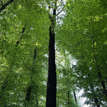 Maria's Orchard - Nature Retreat In Slovenia