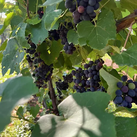 Maria's Orchard - Nature Retreat In Slovenia