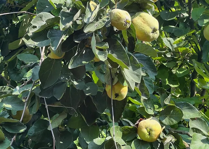 Maria's Orchard - Nature Retreat In Slovenia בית נופש *