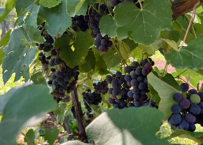 Maria's Orchard - Nature Retreat In Slovenia